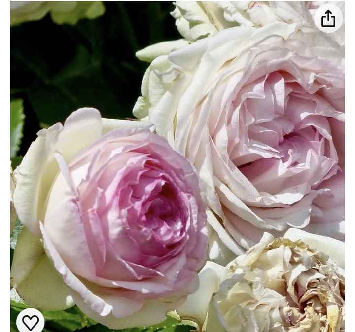 Remplacement des pivoines - 1