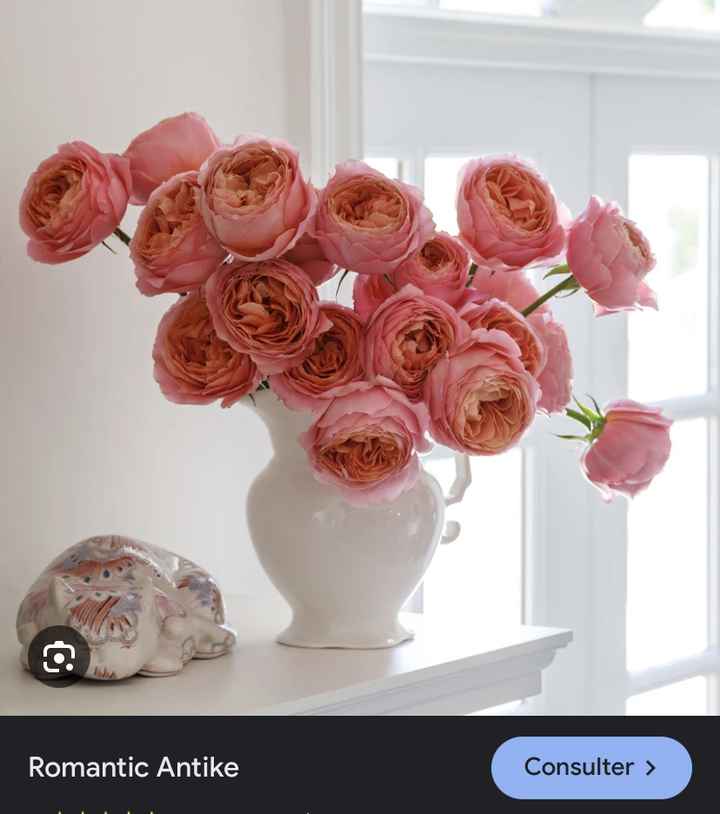 Remplacement des pivoines - 2