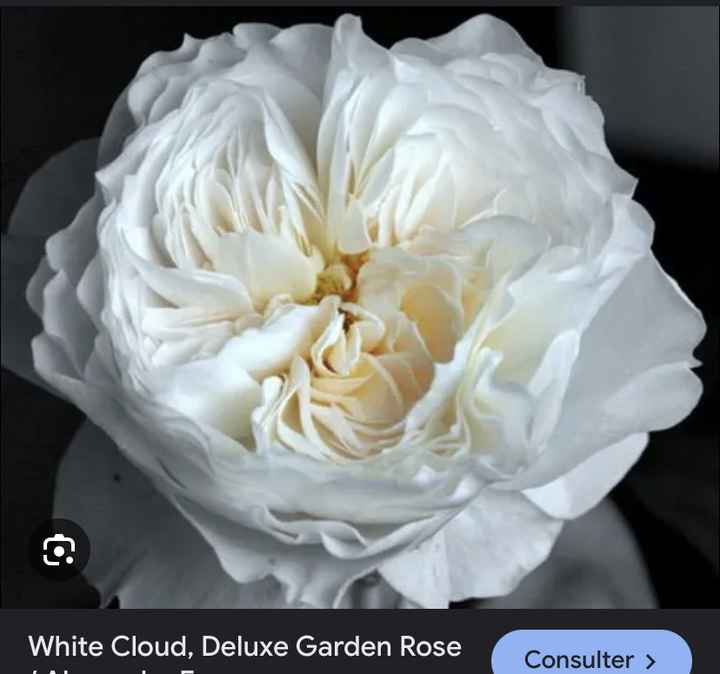 Remplacement des pivoines - 4