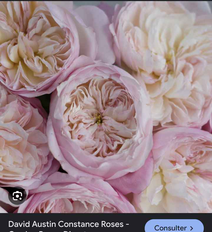 Remplacement des pivoines - 6