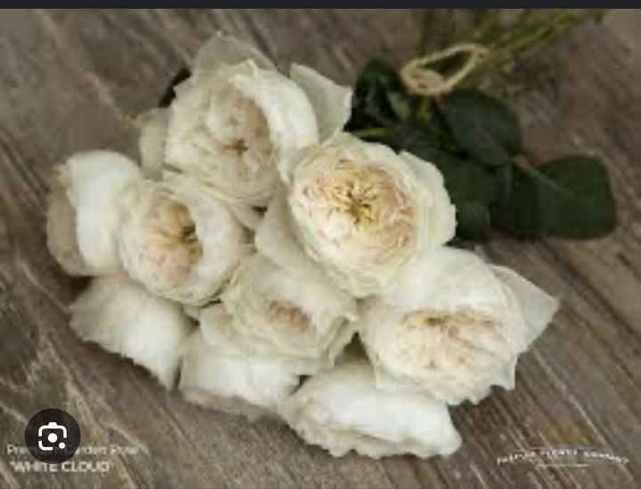 Remplacement des pivoines - 2