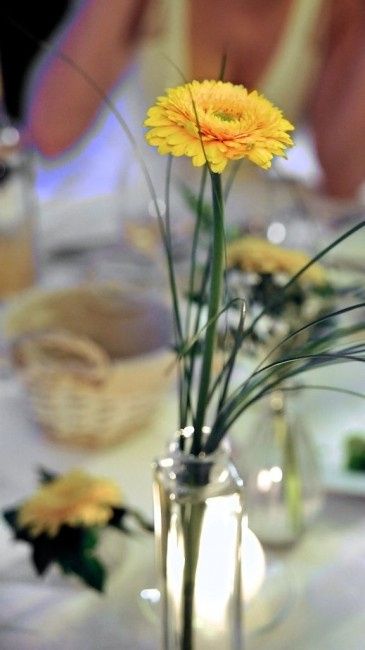 table germini jaune