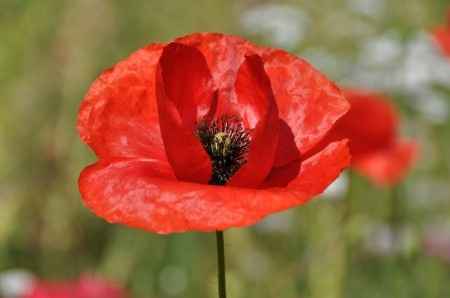 coquelicot