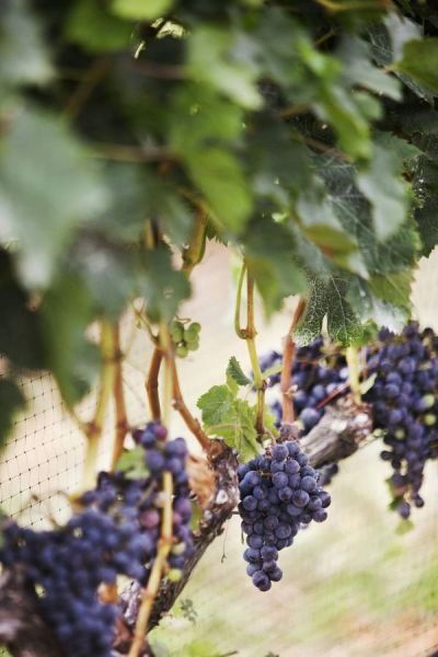 Mariage sur le thème du vin 