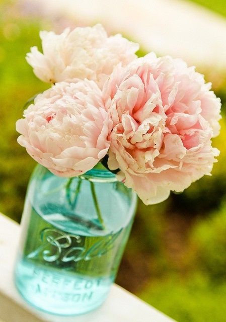 La pivoine