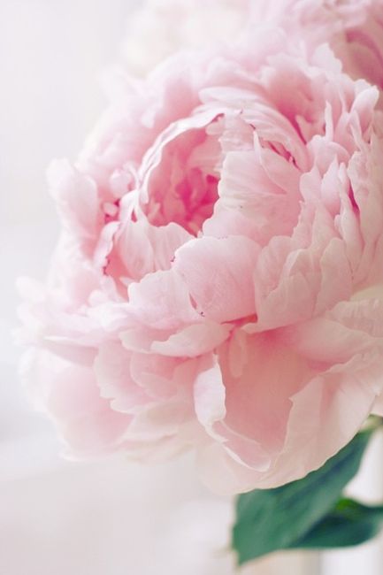 La pivoine