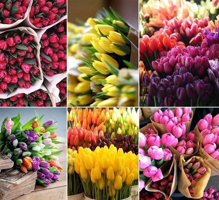 Et pourquoi pas des tulipes?