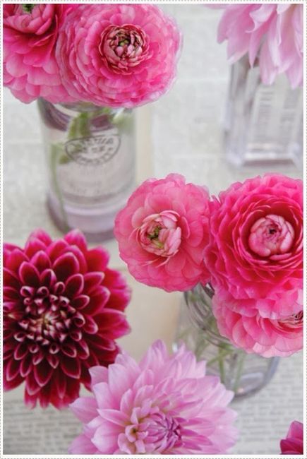 Dahlia