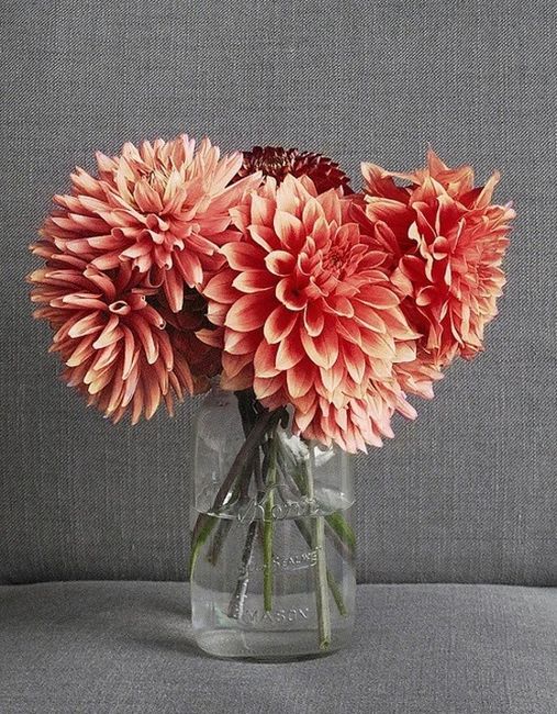 Dahlia