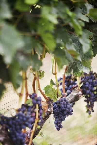 Mariage sur le thème du vin 