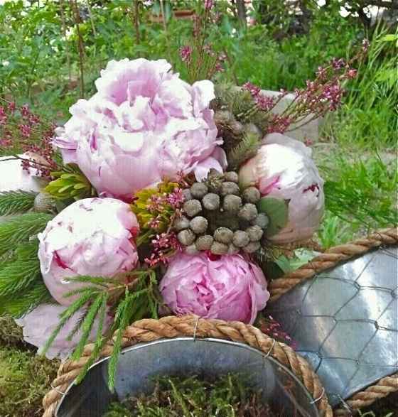 La pivoine