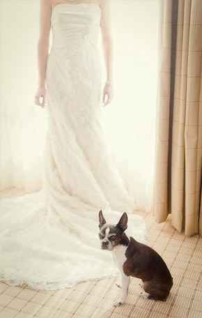 Votre chien à votre mariage