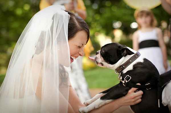 Votre chien à votre mariage