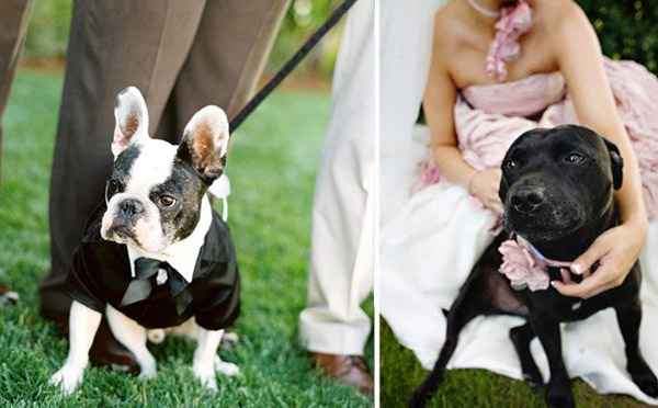 Votre chien à votre mariage