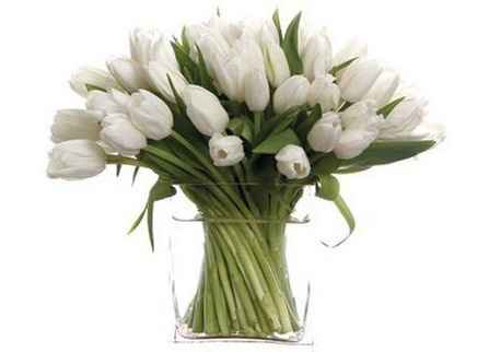 Et pourquoi pas des tulipes?