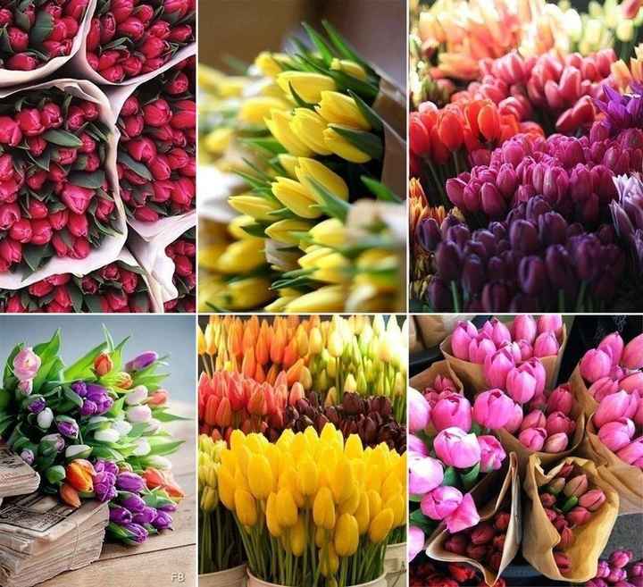 Et pourquoi pas des tulipes?