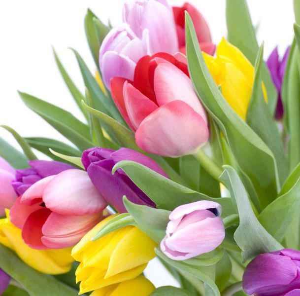 Et pourquoi pas des tulipes?