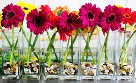 Les gerberas, une excellente option