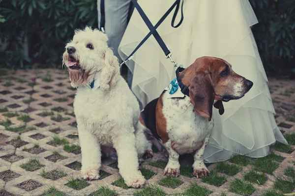 Emmener son animal de compagnie à son mariage 