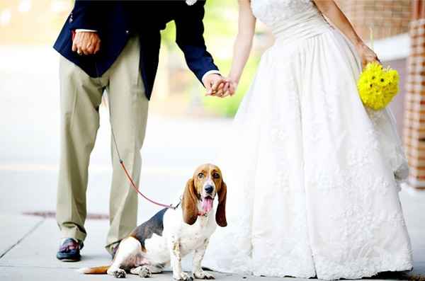 Emmener son animal de compagnie à son mariage 