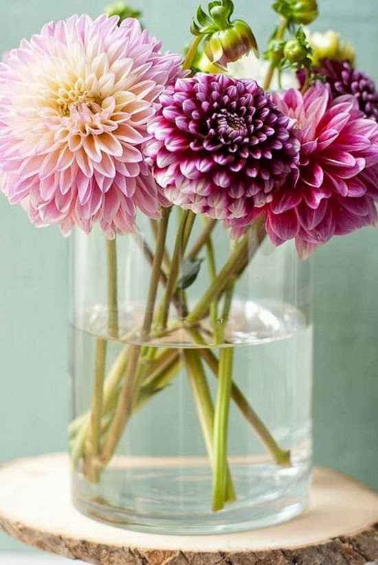 Dahlia