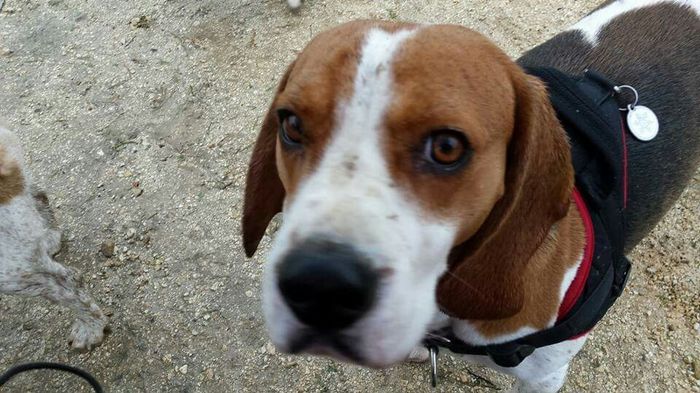Mariage et chien - 2