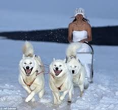 mariée sur chien de traineau 