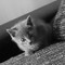 Amandine