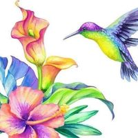 hibiscus et colibri mon tout