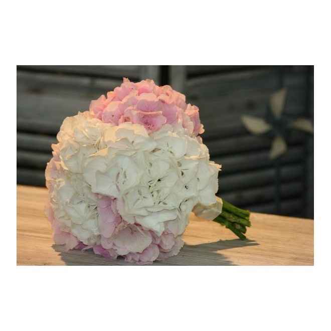 hortensias rose et blanc