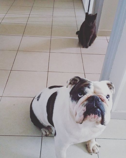 Notre chienne est prête - 1