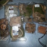 Qui dit automnal dit verdure , bois ect ....