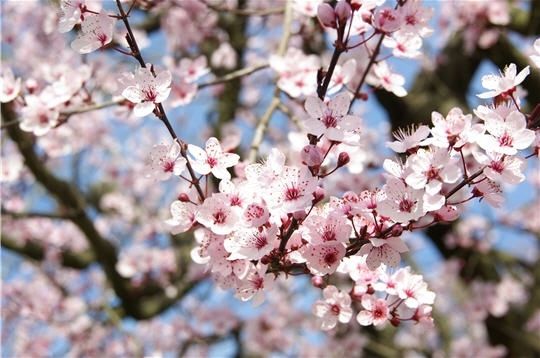 Printemps