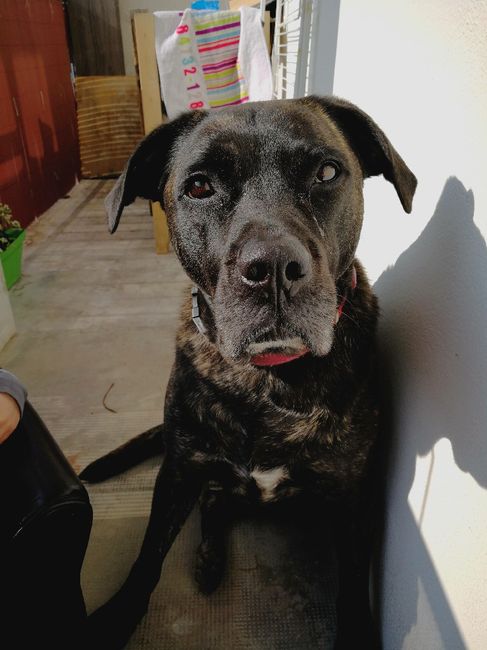 Pour ceux qui ont un CHIEN : le chien d'honneur !!! 14