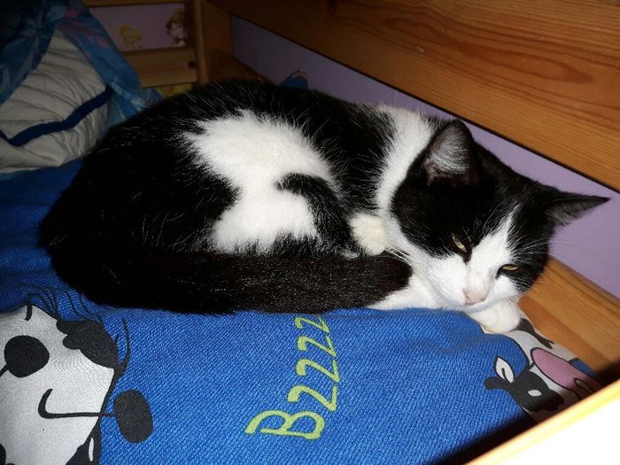  Mon petit bébé chat 😋 - 1