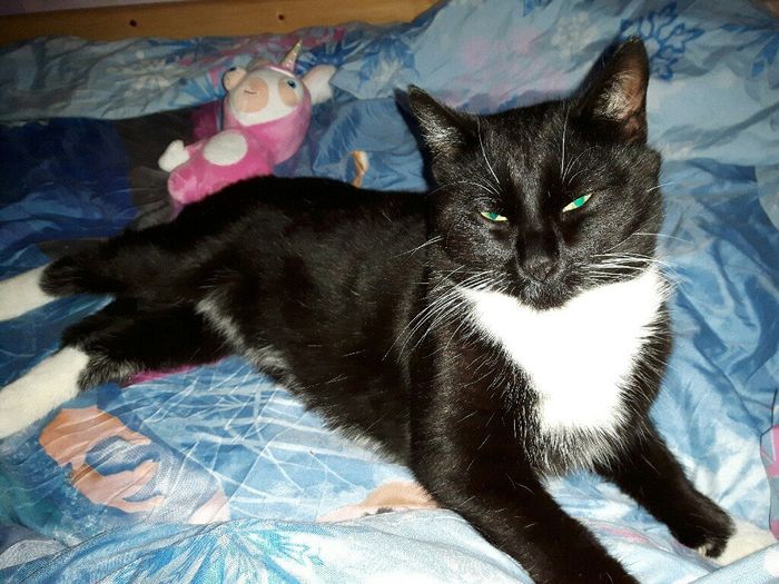  Mon petit bébé chat 😋 - 2