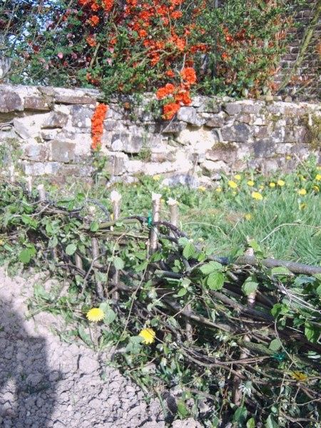 Notre premier jardinet en normandie