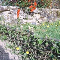 Notre premier jardinet en normandie