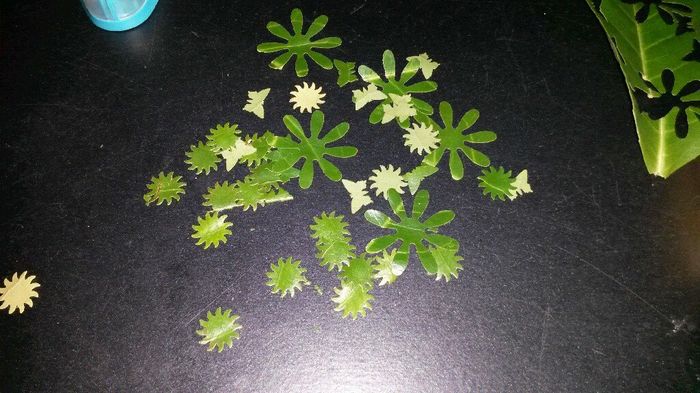 Confettis végétaux quelles feuilles utiliser? 2