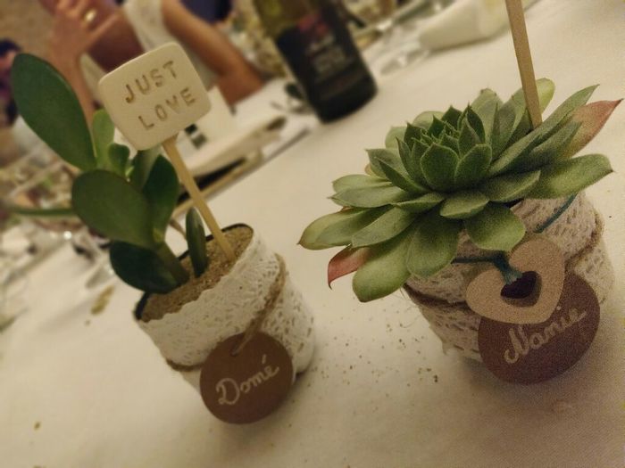 Contenant succulente - 1