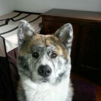 Et les animaux ? - 1