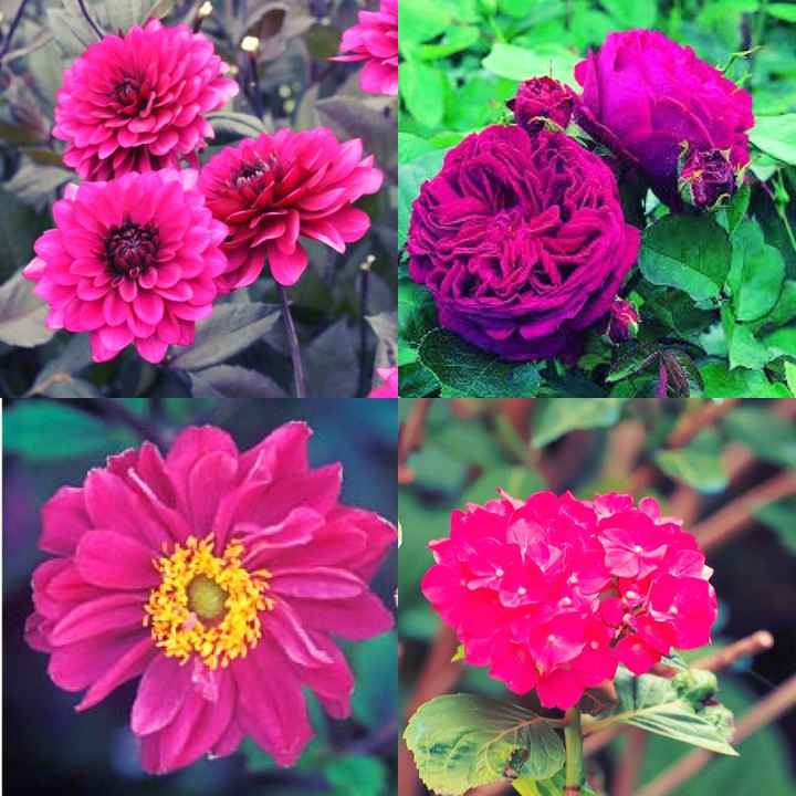 Pour les deja mariee de septembre - 1