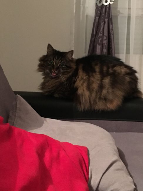 Montrez moi vos animaux ! - 1