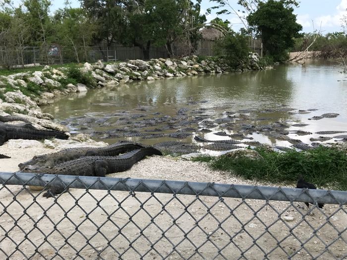 Voyage de noces en Floride: le récit 6