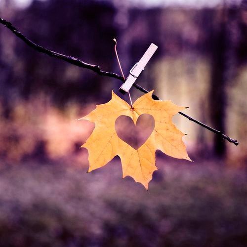 Thème forêt - décorations et feuillages 5