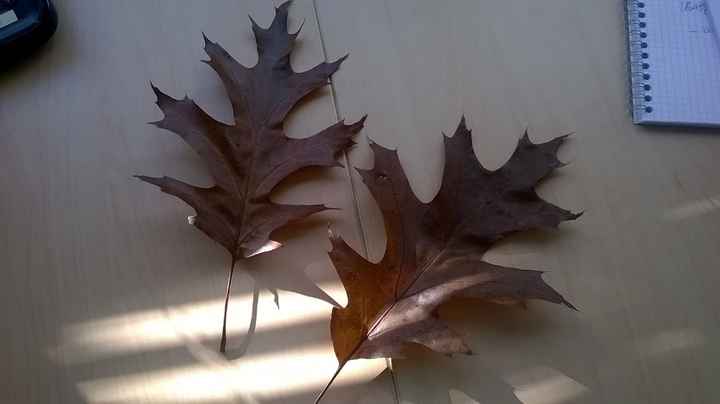 feuilles ramassées