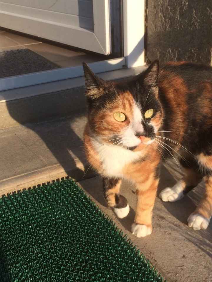 Vos animaux de compagnie ! - 1