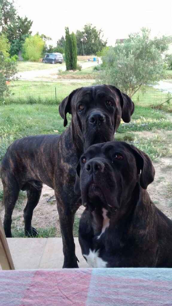 Habiller son animal de compagnie le jour J : Top ou Flop ? - 1