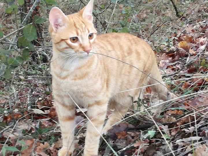  Et votre animal de compagnie? - 3