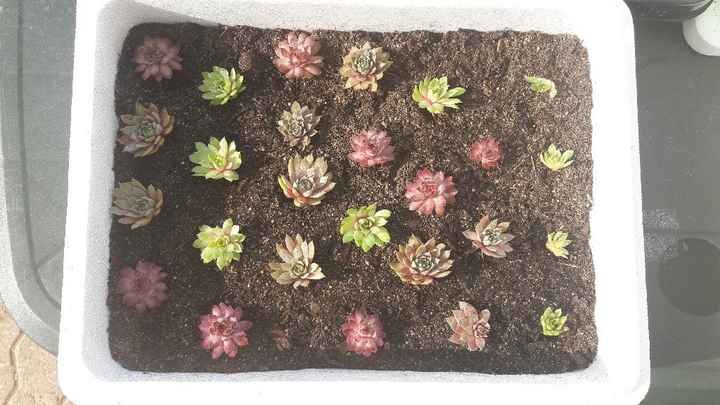  Comment remplacer les dragées - 3